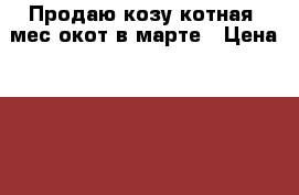Продаю козу котная 3мес окот в марте › Цена ­ 6 500 - Краснодарский край Животные и растения » Другие животные   